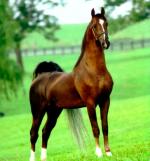 American Saddlebred | ცხენი | ცხენები | ცხენის ჯიშები