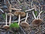 Inocybe subdestricta - fungi species list A Z
