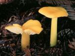 Hygrocybe flavescens - Fungi Species