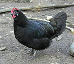 Minorca - chicken breeds List | qatmis jishebi | ქათმის ჯიშები