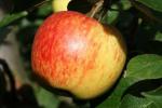 James Grieve - Apple Varieties | vashlis jishebi | ვაშლის ჯიშები