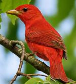 Summer Tanager - Bird Species | Frinvelis jishebi | ფრინველის ჯიშები