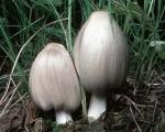 Coprinopsis atramentaria - fungi species list A Z