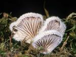 Schizophyllum commune - fungi species list A Z