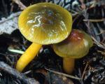 Parrot Mushroom: Hygrocybe psittacina - fungi species list A Z