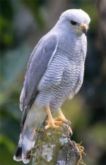 Gray Hawk - Bird Species | Frinvelis jishebi | ფრინველის ჯიშები