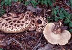 Sarcodon imbricatus - Fungi Species
