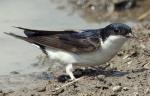 Common House-Martin - Bird Species | Frinvelis jishebi | ფრინველის ჯიშები