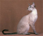 Colorpoint Shorthair  - cat Breeds list | კატის ჯიშები | katis jishebi