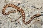 Pituophis catenifer deserticola - Great Basin Gopher Snake | Snake Species