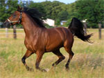 Karabakh | ცხენი | ცხენები | ცხენის ჯიშები