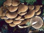 Psathyrella hydrophila - Fungi Species