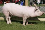 Large White - pig breeds | goris jishebi | ღორის ჯიშები