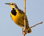 Eastern Meadowlark - Bird Species | Frinvelis jishebi | ფრინველის ჯიშები