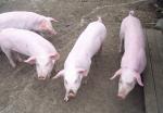 Norwegian Landrace | Pig | Pig Breeds