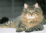 Norwegian Forest Cat - cat Breeds list | კატის ჯიშები | katis jishebi