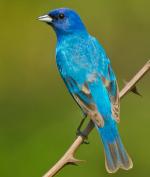 Indigo Bunting - Bird Species | Frinvelis jishebi | ფრინველის ჯიშები