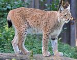 LYNX EURASIAN - wild cats - lynx | ფოცხვერი | focxveri