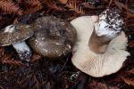 Russula dissimulans - fungi species list A Z