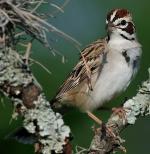 Lark Sparrow - Bird Species | Frinvelis jishebi | ფრინველის ჯიშები