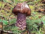 Cortinarius vanduzerensis - fungi species list A Z