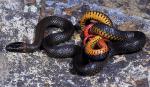 Diadophis punctatus similis - San Diego Ring-necked Snake - snake species list a - z | gveli | გველი 