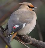 Bohemian Waxwing - Bird Species | Frinvelis jishebi | ფრინველის ჯიშები