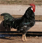 Ancona - chicken breeds List | qatmis jishebi | ქათმის ჯიშები