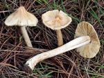 Inocybe sororia - fungi species list A Z