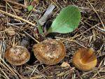 Inocybe chelanensis - fungi species list A Z