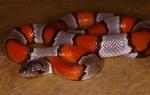 Lampropeltis alterna - Gray-banded Kingsnake | Snake Species