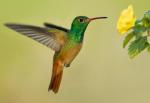 Buff-bellied Hummingbird - Bird Species | Frinvelis jishebi | ფრინველის ჯიშები