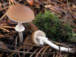 Psathyrella longistriata - fungi species list A Z