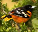 Baltimore Oriole - Bird Species | Frinvelis jishebi | ფრინველის ჯიშები