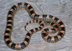 Rhinocheilus lecontei  - Long-nosed Snake - snake species list a - z | gveli | გველი 