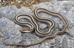 Salvadora grahamiae grahamiae - Mountain Patch-nosed Snake | Snake Species