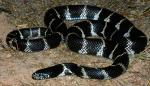  COMMON KINGSNAKE  Lampropeltis getula | Snake Species