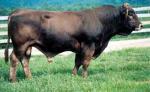 Braunvieh - COW BREEDS | DZROXIS JISHEBI | ძროხის ჯიშები