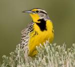 Western Meadowlark - Bird Species | Frinvelis jishebi | ფრინველის ჯიშები