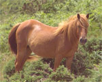 Pottok | Horse | Horse Breeds