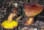 Boletus flaviporus - fungi species list A Z