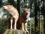 The Cascade Mountain Wolf - wolf species | mglis jishebi | მგლის ჯიშები
