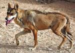 The Arabian Wolf - wolf species | mglis jishebi | მგლის ჯიშები