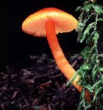 Hygrocybe miniata - Fungi Species