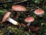Gomphidius subroseus - fungi species list A Z