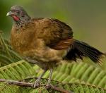 Plain Chachalaca - Bird Species | Frinvelis jishebi | ფრინველის ჯიშები