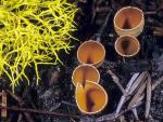 Geopyxis carbonaria - fungi species list A Z