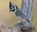 Bridled Titmouse - Bird Species | Frinvelis jishebi | ფრინველის ჯიშები