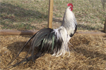 Phoenix - chicken breeds List | qatmis jishebi | ქათმის ჯიშები