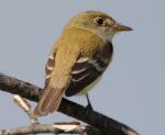 Willow Flycatcher - Bird Species | Frinvelis jishebi | ფრინველის ჯიშები